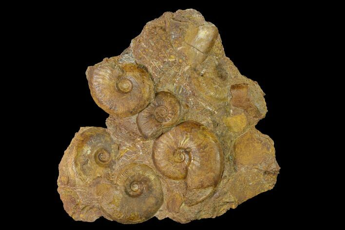 Toarcian Ammonite (Pleydellia) Fossil Cluster - France #152701